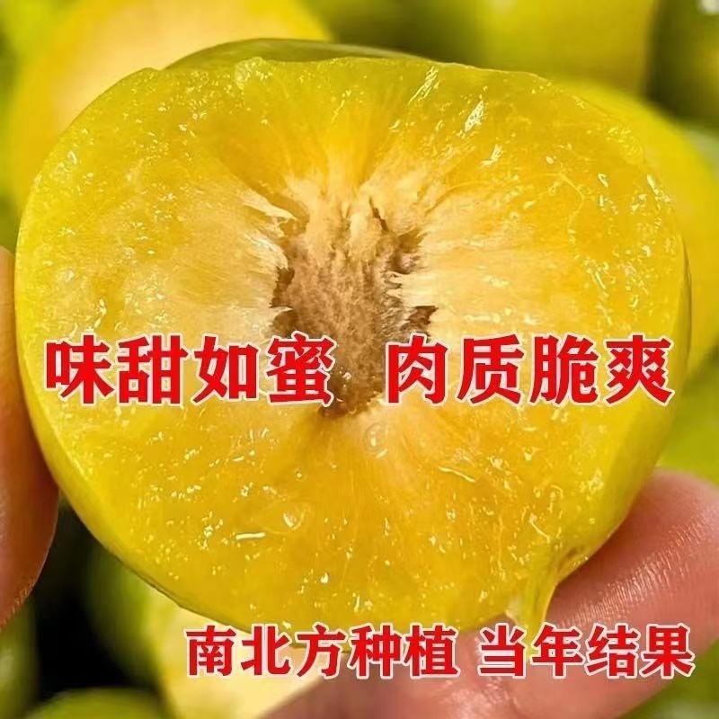 正宗蜂糖李子树苗，可大面积种植，盆栽，全国可活