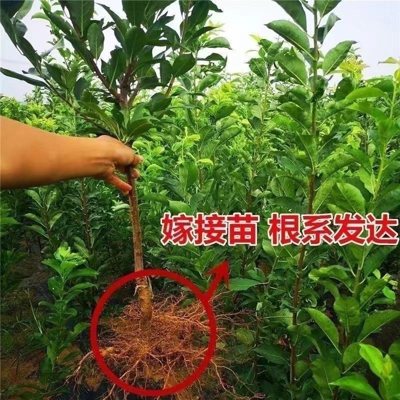 正宗蜂糖李子树苗，可大面积种植，盆栽，全国可活