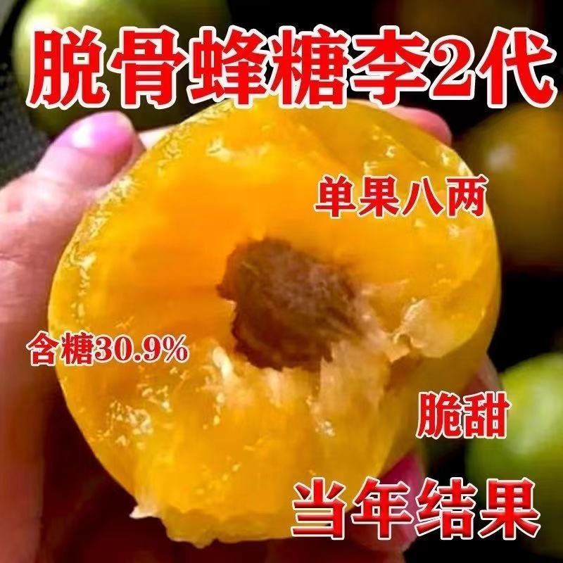 正宗蜂糖李子树苗，可大面积种植，盆栽，全国可活