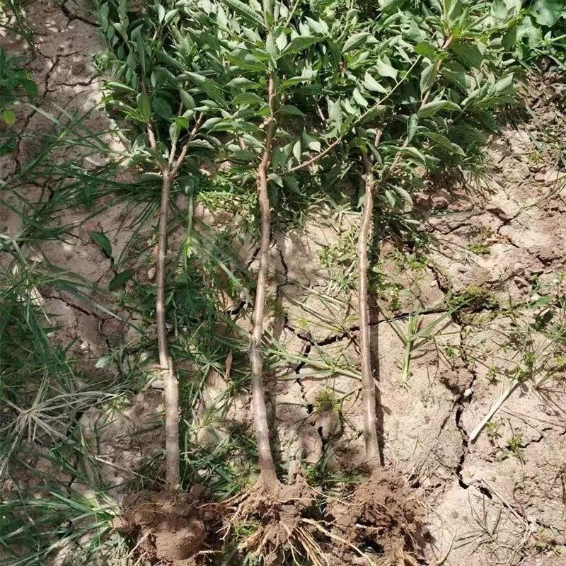 正宗蜂糖李子树苗，可大面积种植，盆栽，全国可活