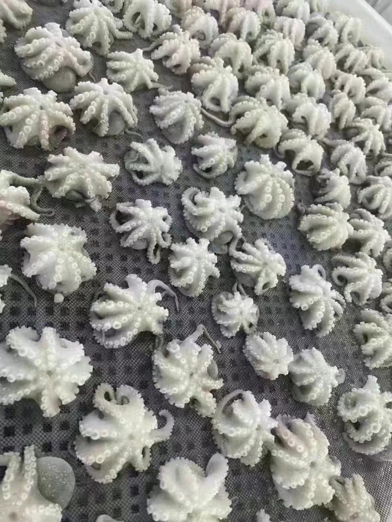 八爪鱼，盐磨八爪鱼，品质保证，价格便宜，干冰货，货源充足