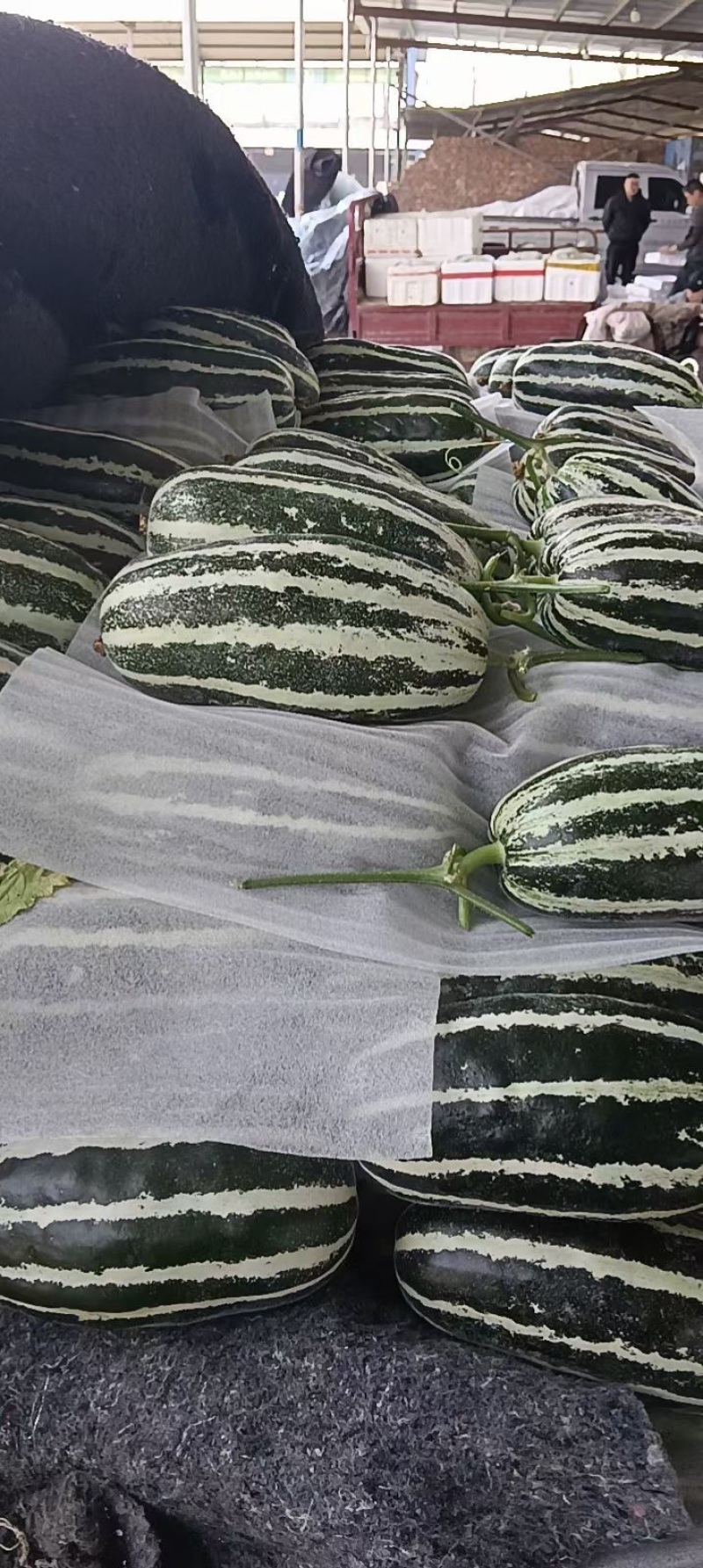 博洋9号