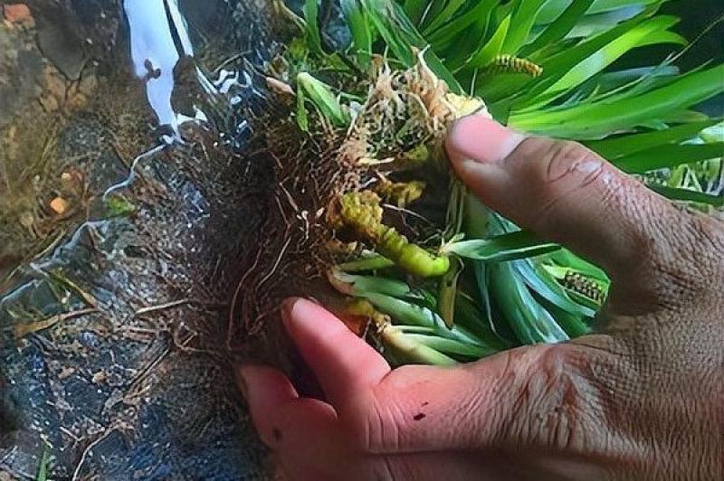 地道各贵药材石昌蒲产地货