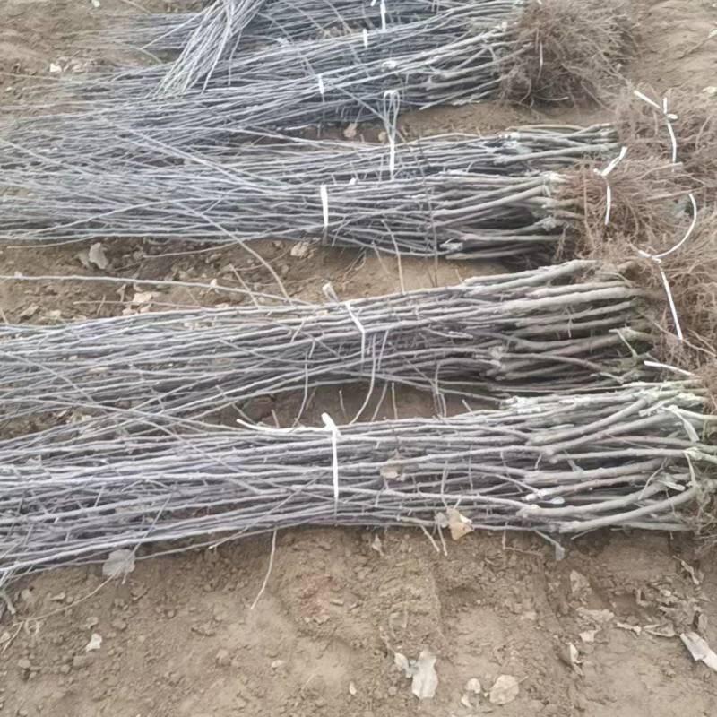 苹果苗基地直供，各种杂果苗大量有货，保成活，放心买