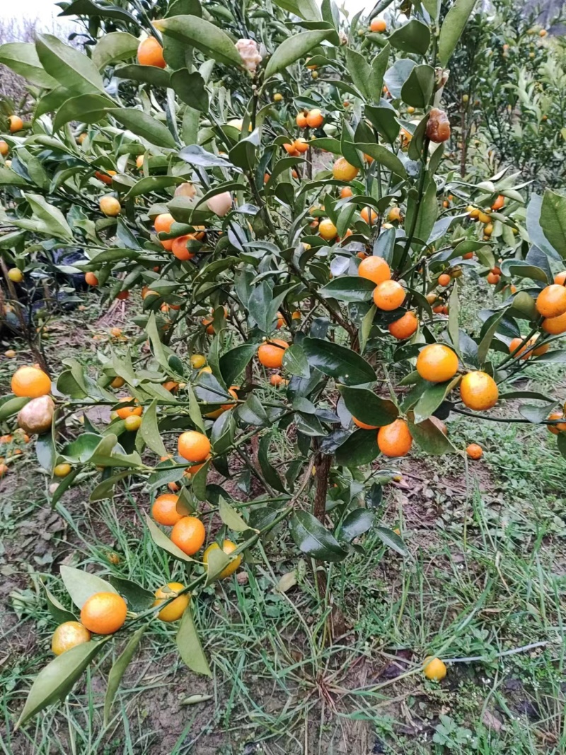 金桔苗