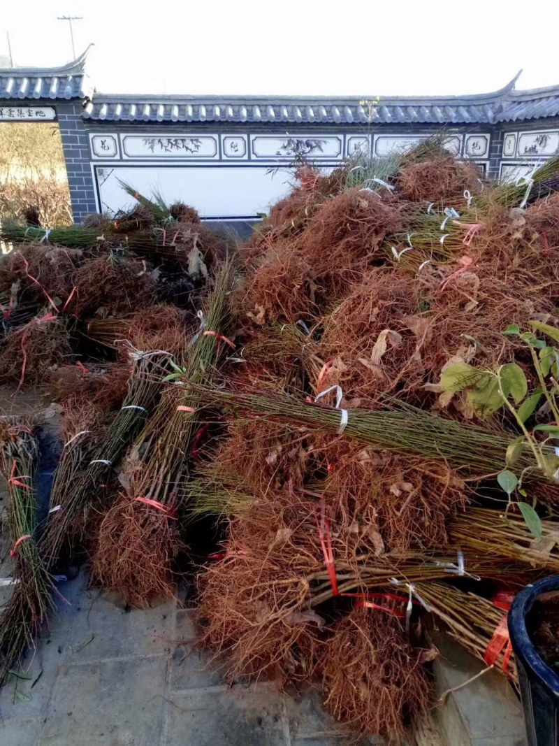 早熟黄桃苗，黄桃树苗，早熟黄桃，四川苗，品种纯
