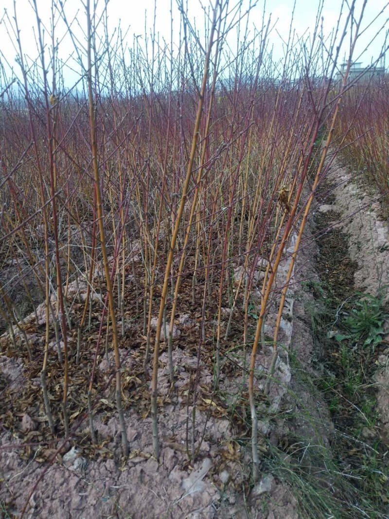 黄桃苗，黄桃树苗，早熟黄桃，四川苗，品种纯，基地直销