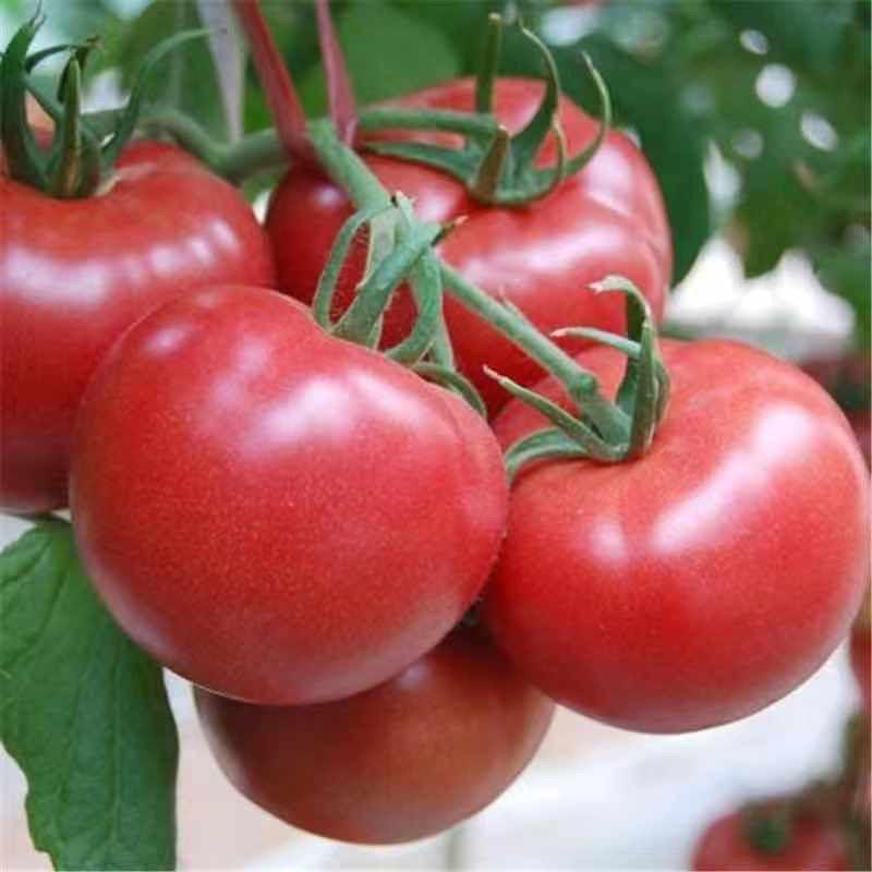 精品沙瓤西红柿，硬粉西红柿，基地直销全年供应毛粉西红柿