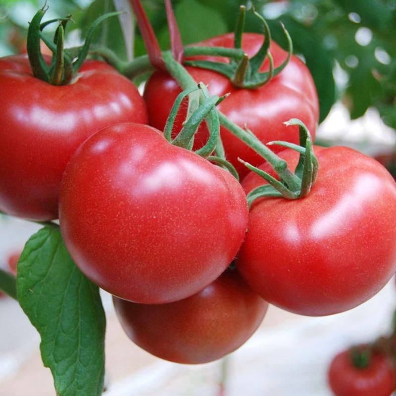 精品沙瓤西红柿，硬粉西红柿，基地直销全年供应毛粉西红柿