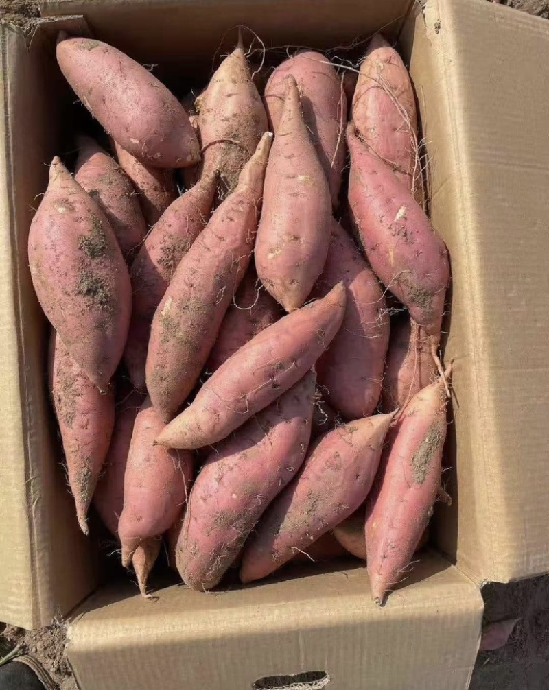【推荐】蜜薯供应西瓜红蜜薯品种齐全欢迎来电咨询