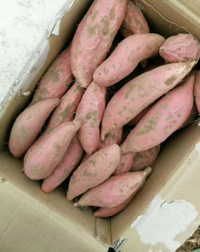 【推荐】蜜薯供应西瓜红蜜薯品种齐全欢迎来电咨询