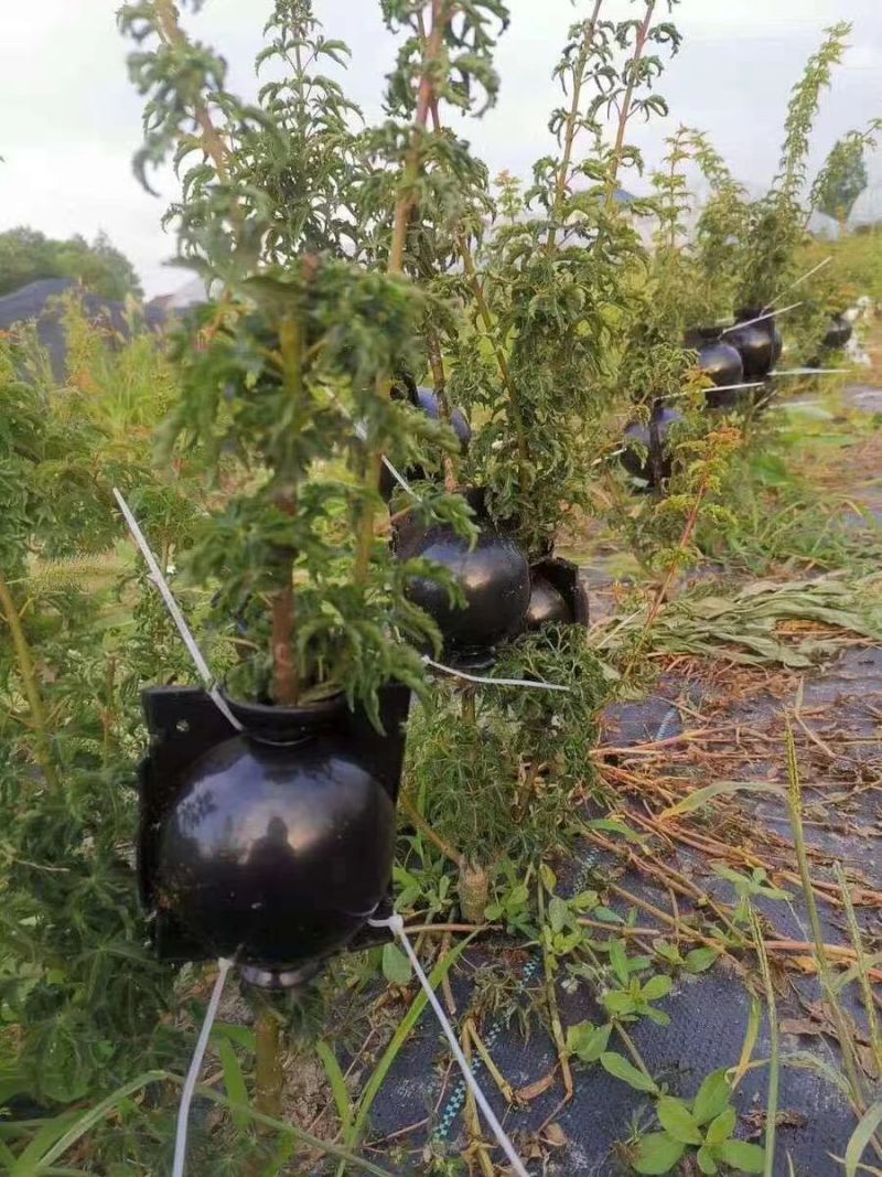 植物高压生根盒繁殖嫁盒高枝压条生根盒嫁接控根器高压盒