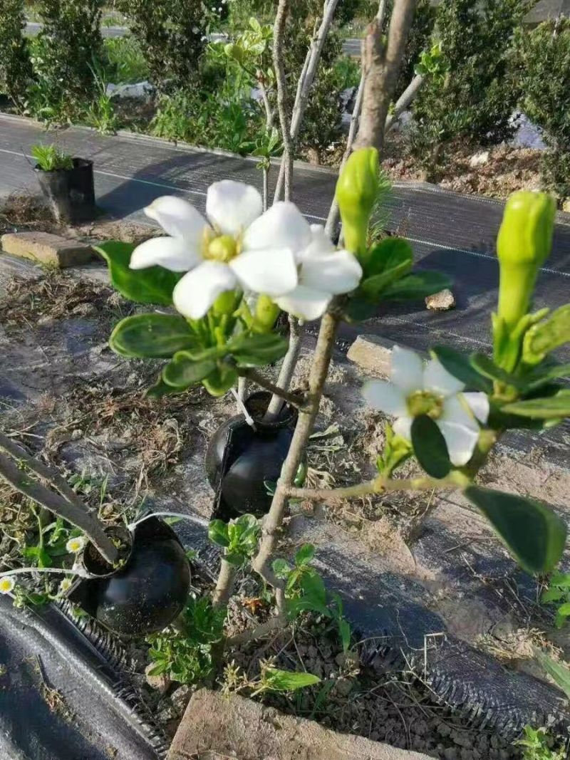 植物高压生根盒繁殖嫁盒高枝压条生根盒嫁接控根器高压盒