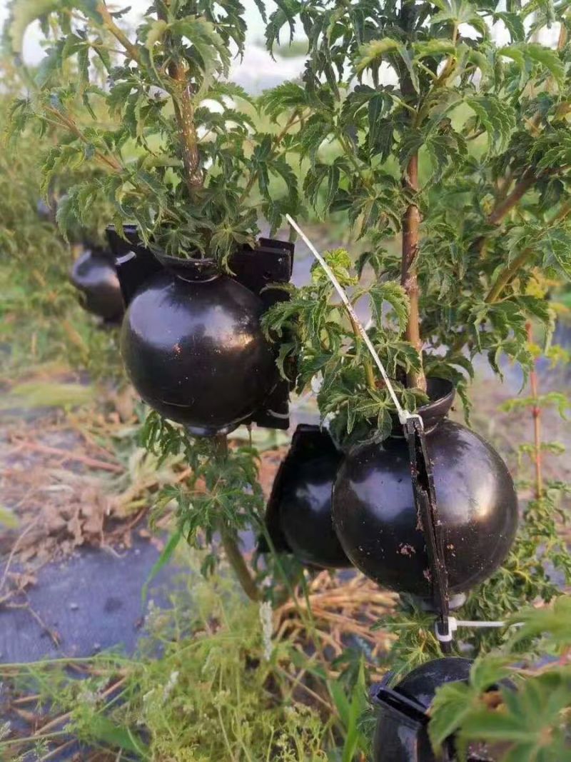 植物高压生根盒繁殖嫁盒高枝压条生根盒嫁接控根器高压盒