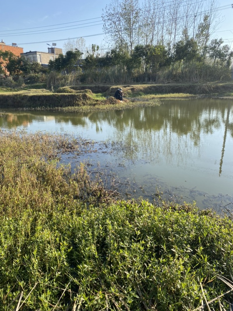 小泥鳅钓鱼