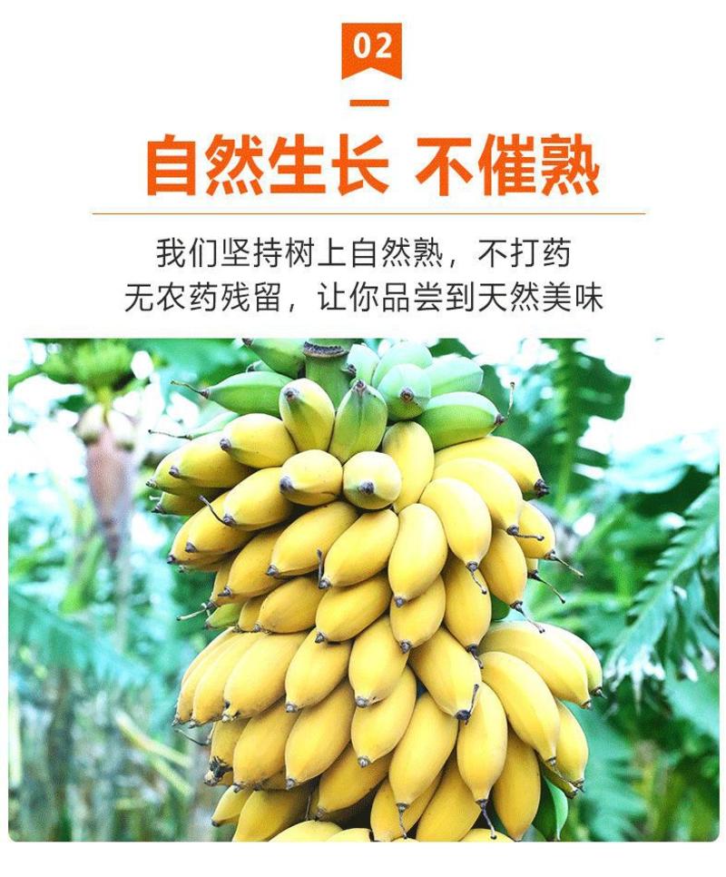 广西新鲜小米蕉香蕉现摘现发应季水果包邮一件代发