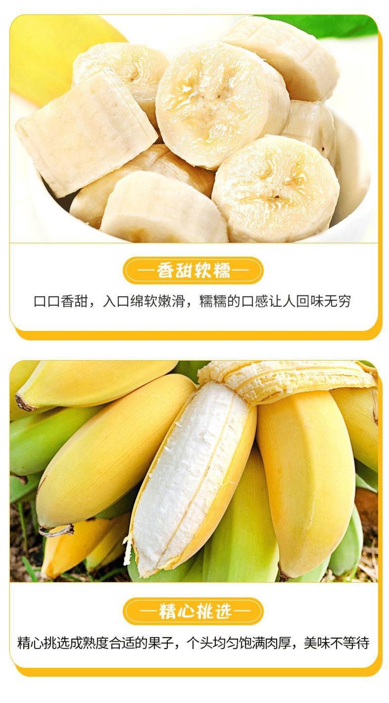 广西新鲜小米蕉香蕉现摘现发应季水果包邮一件代发
