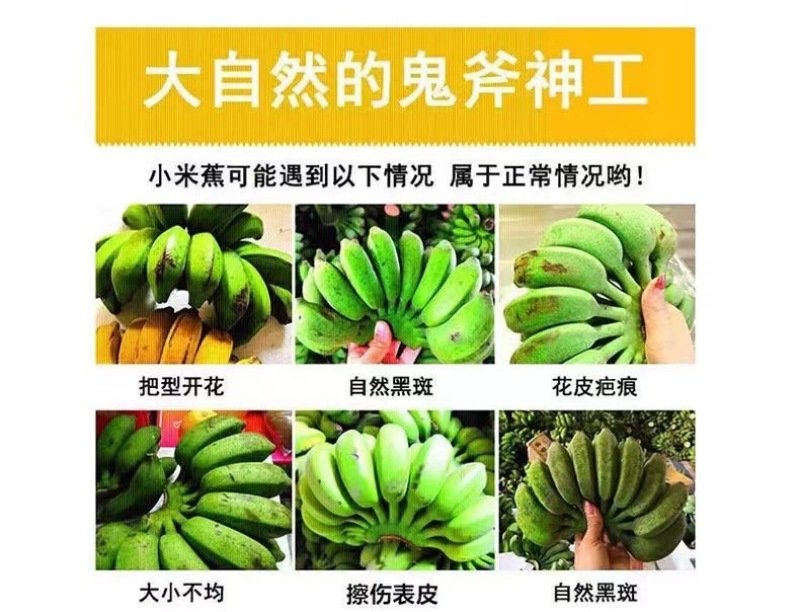 广西新鲜小米蕉香蕉现摘现发应季水果包邮一件代发