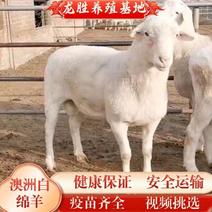 澳洲白绵羊
