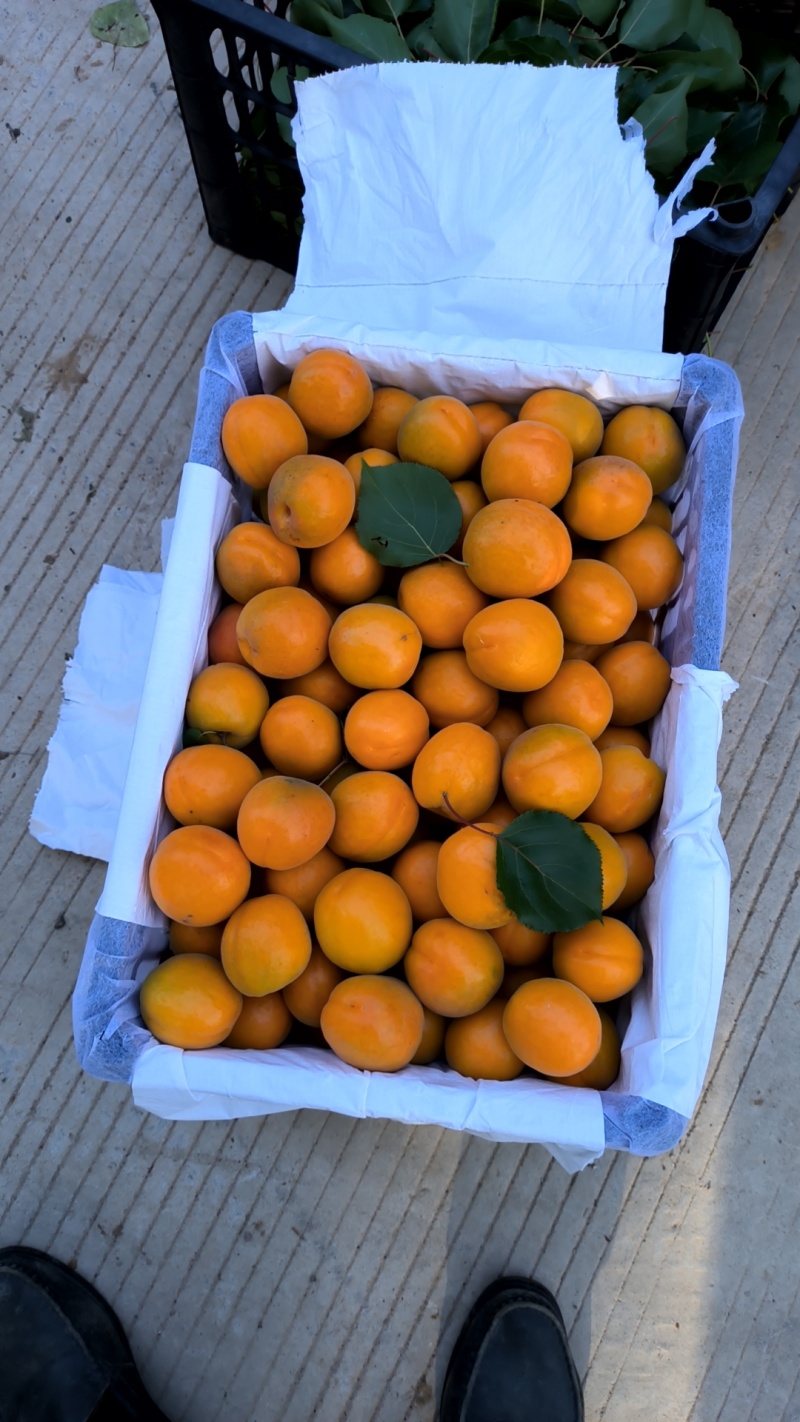 夏县水果