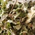 淫羊藿甘肃新货淫羊藿泽润中药批发零售各种中