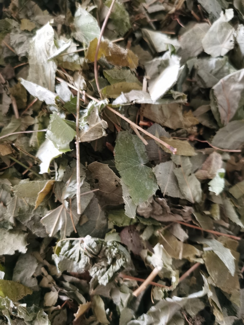 淫羊藿甘肃新货淫羊藿泽润中药批发零售各种中