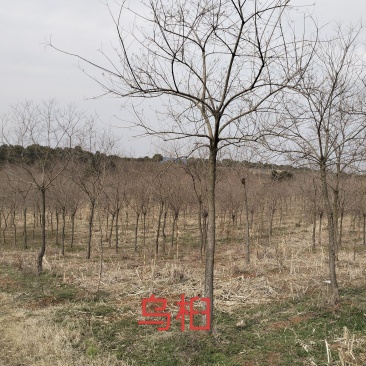 乌桕