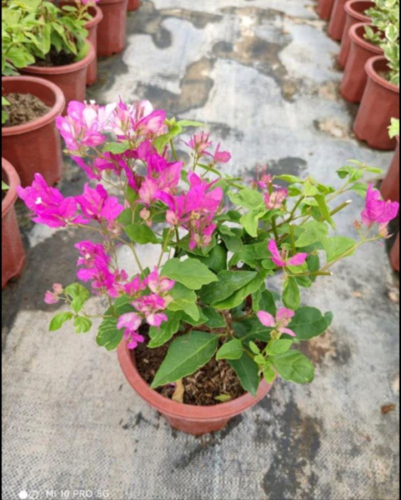 酸蝶花