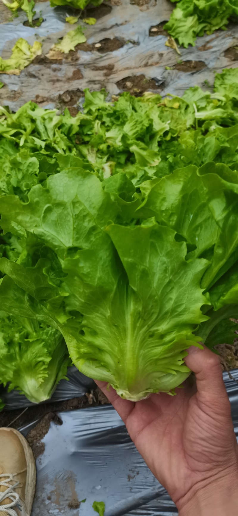 意大利生菜大量有货，产地直发，保证质量装包装箱装框