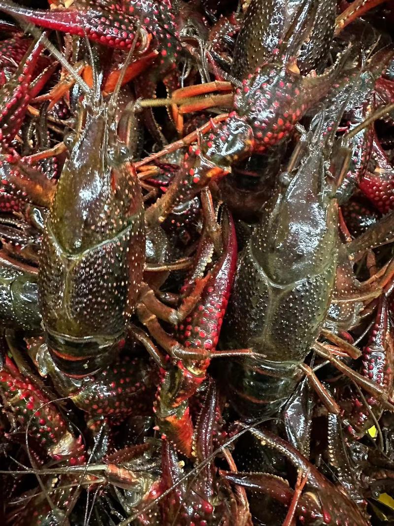 湖北潜江淡水鲜活小龙虾，肉质饱满，硬规格，保证品