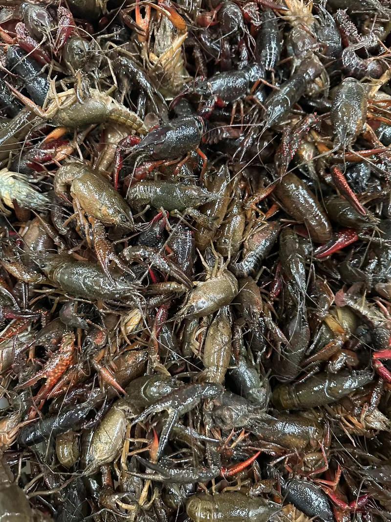 湖北潜江淡水鲜活小龙虾，肉质饱满，硬规格，保证品