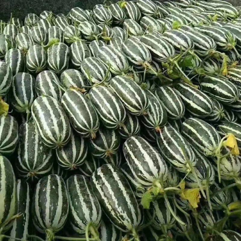 山东甜瓜博洋九号脆甜多汁一件代发大量上市欢迎实地考察