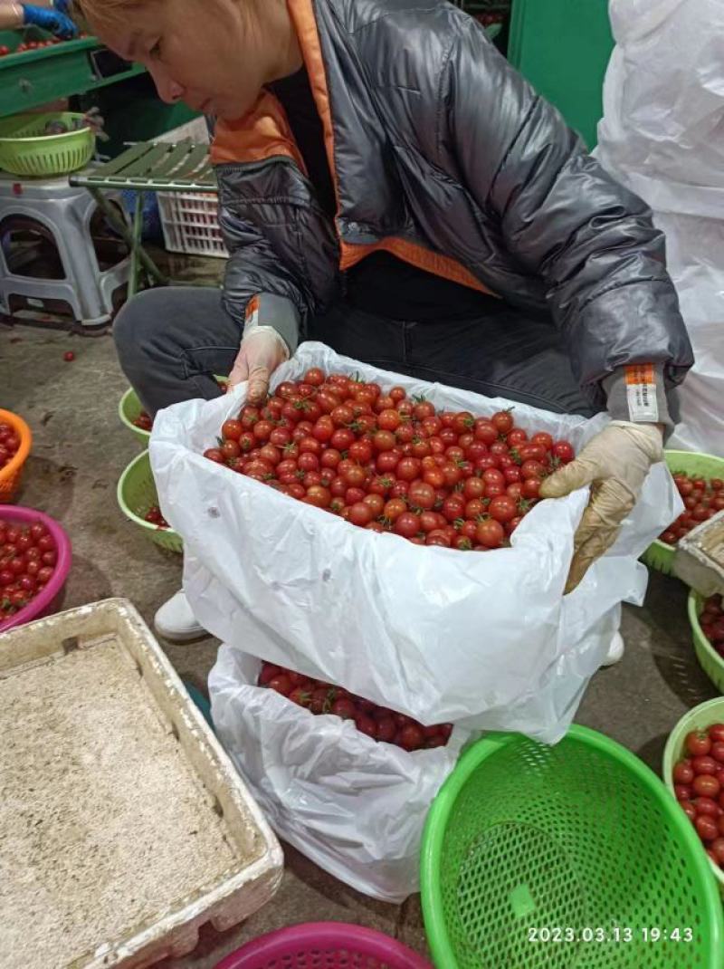千禧圣女果