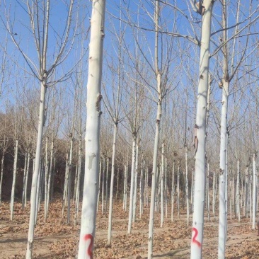 今年法桐产地价格8公分10公12公分基地法桐