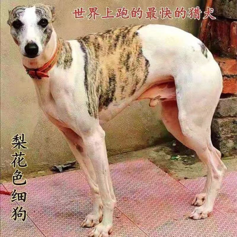 格力犬猎犬