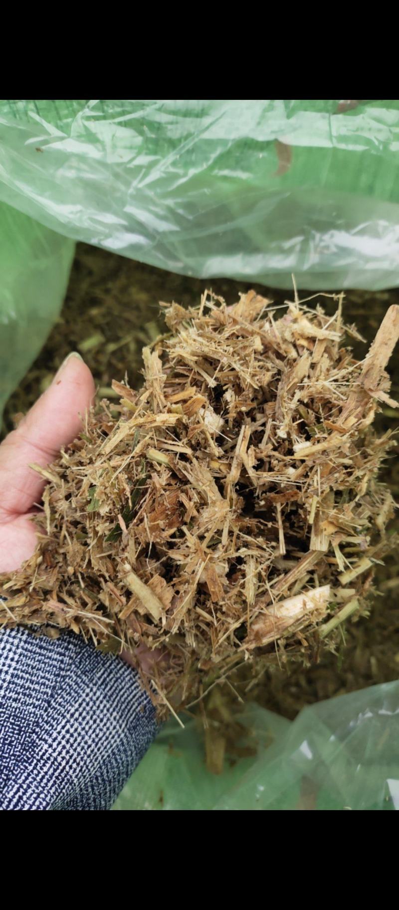 新鲜青贮牧草