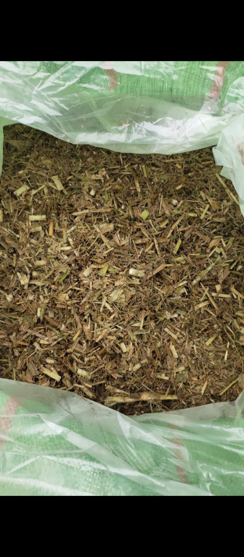 新鲜青贮牧草