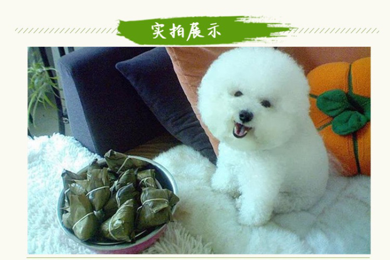 迷你小棕批发