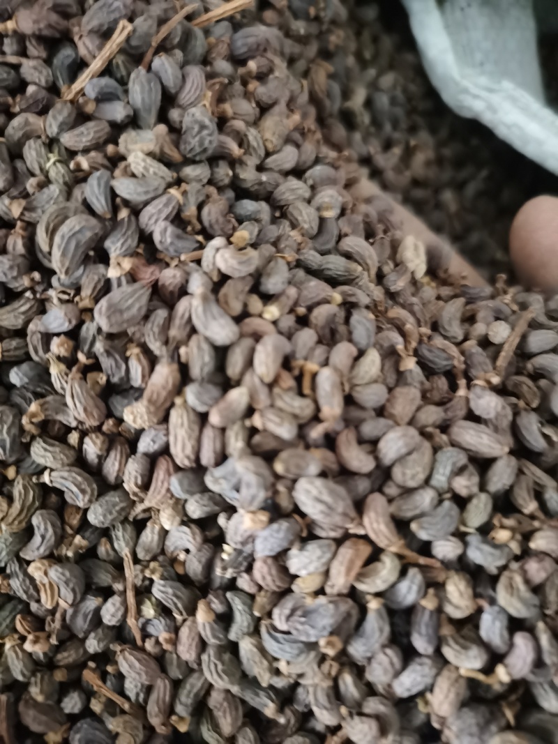 女贞子泽润中药批发零售各种中药材