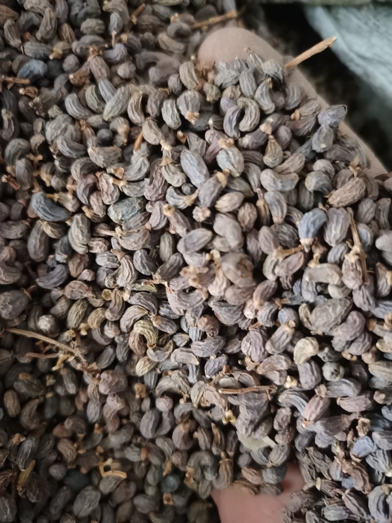 女贞子泽润中药批发零售各种中药材