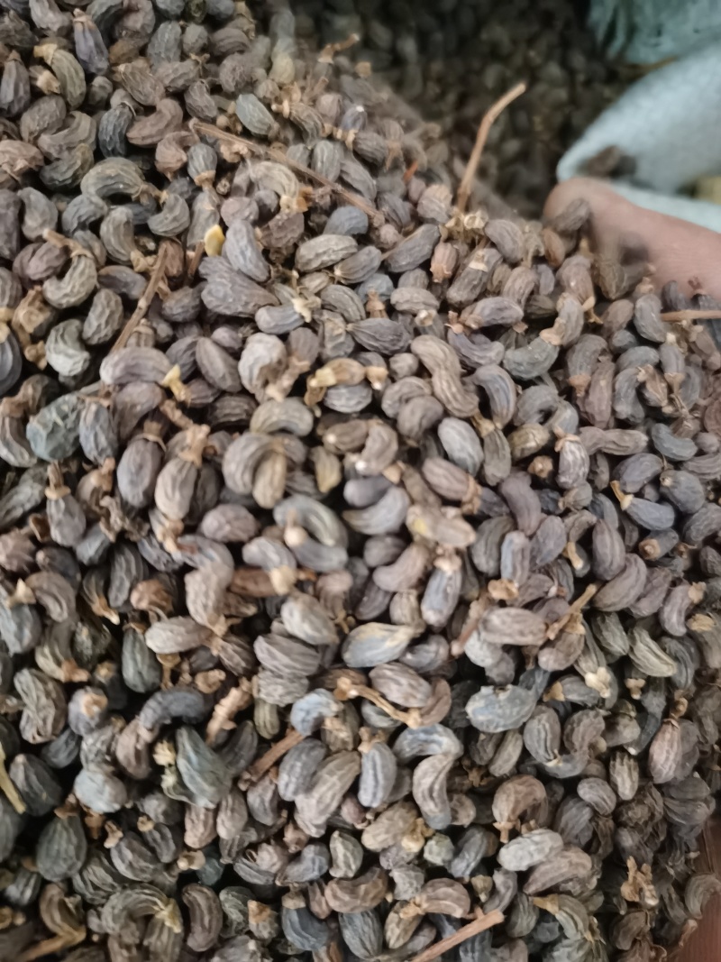 女贞子泽润中药批发零售各种中药材