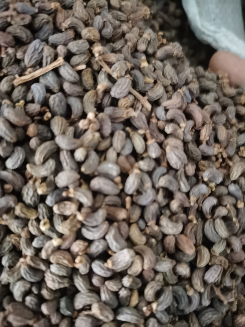 女贞子泽润中药批发零售各种中药材