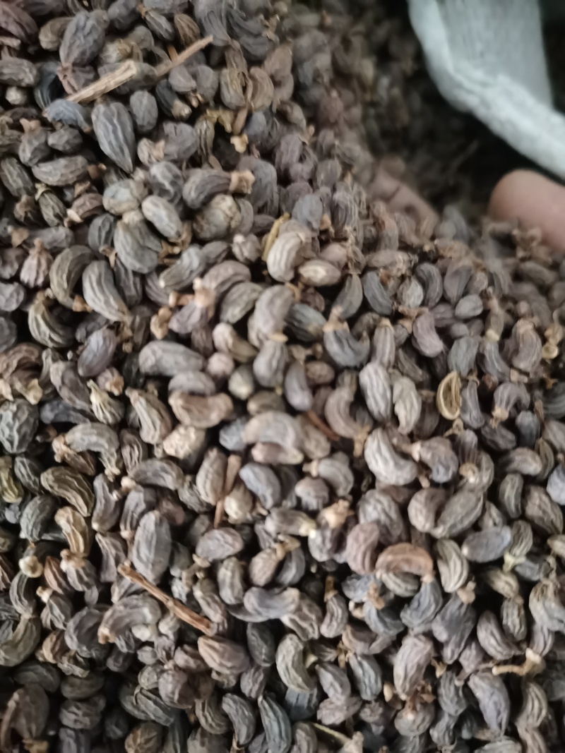 女贞子泽润中药批发零售各种中药材