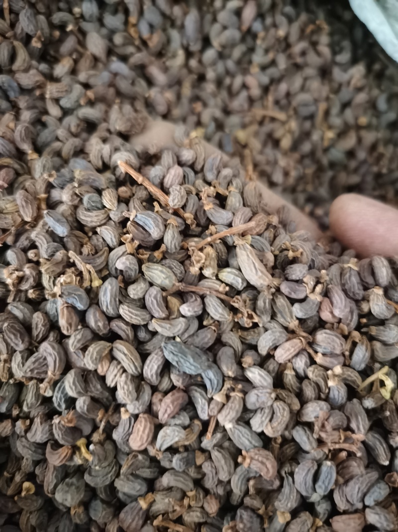 女贞子泽润中药批发零售各种中药材