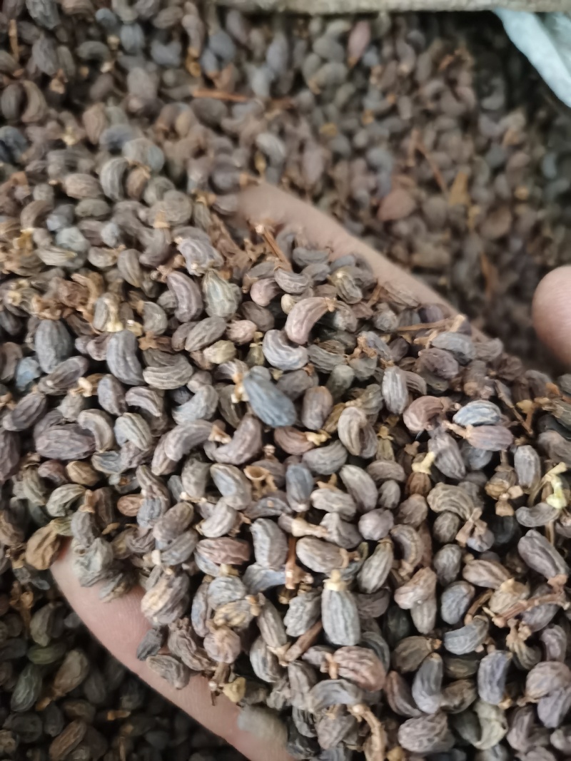 女贞子泽润中药批发零售各种中药材