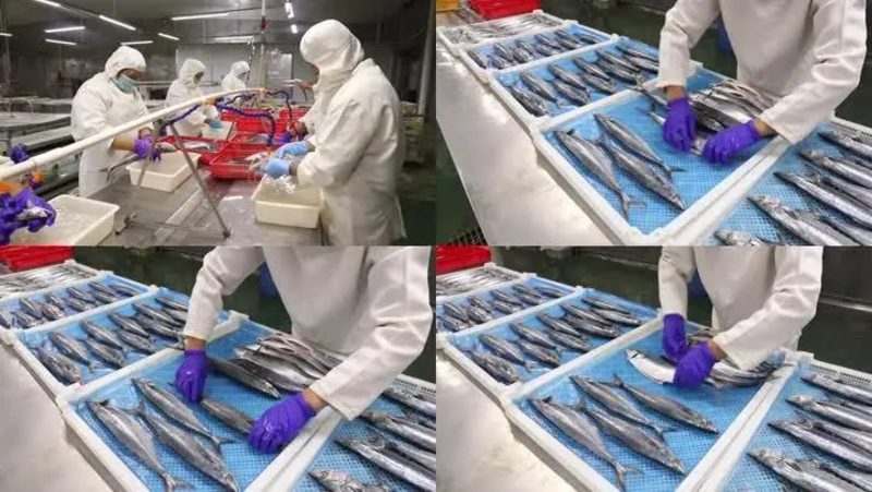 渤海湾燕鲅鱼工厂供应，规格齐全全国冷链发货