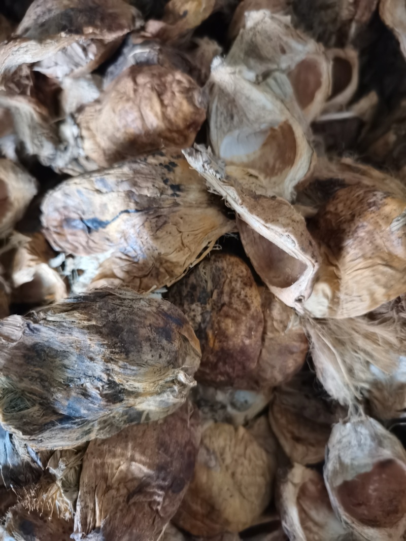 大腹皮泽润中药批发零售各种中药材