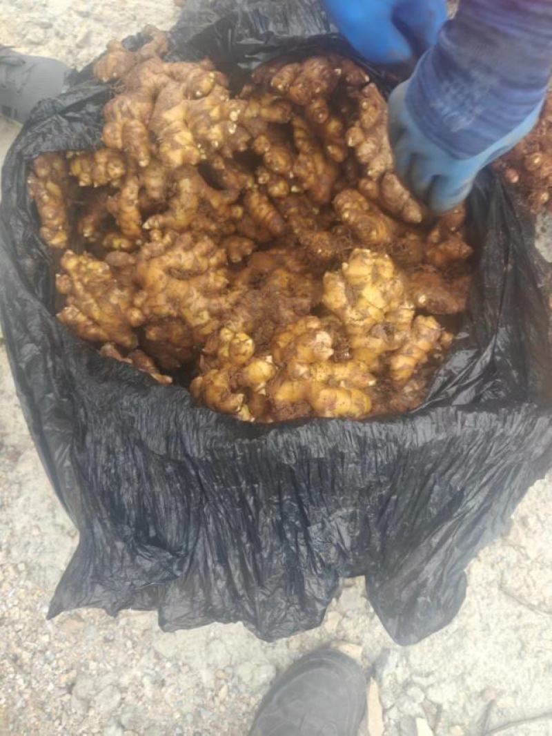 贵州二黄姜，只要你需要，我会加倍的为你服务