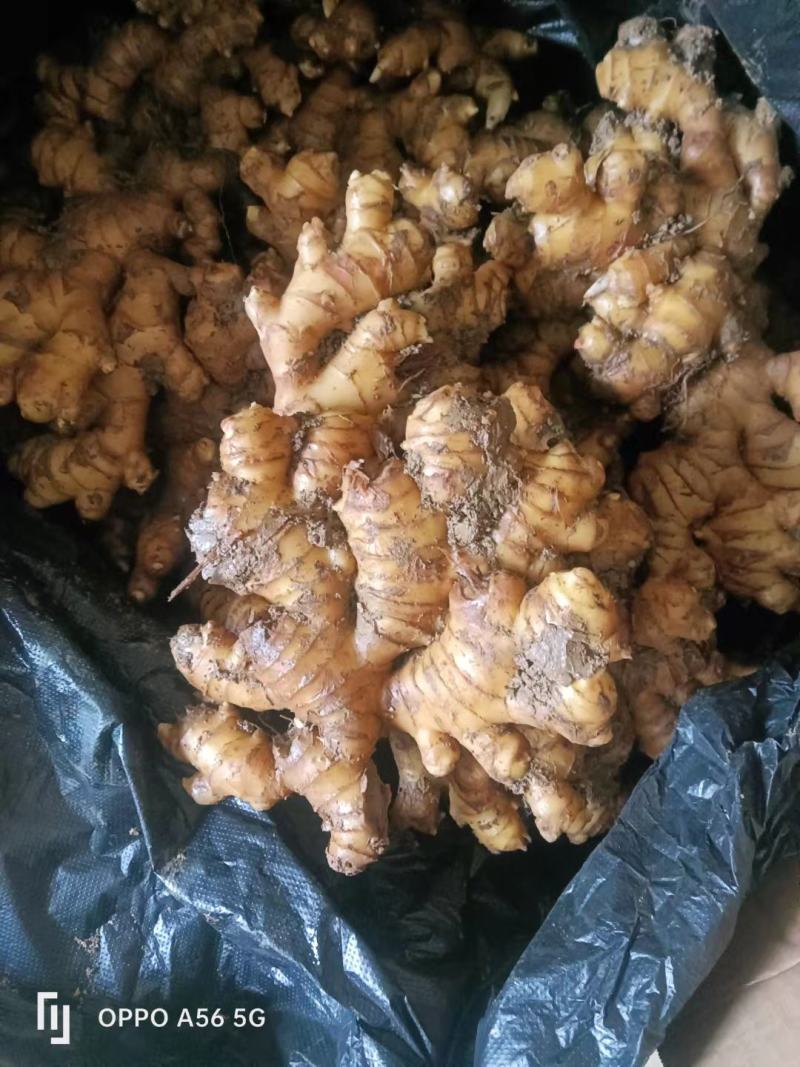 贵州二黄姜，只要你需要，我会加倍的为你服务