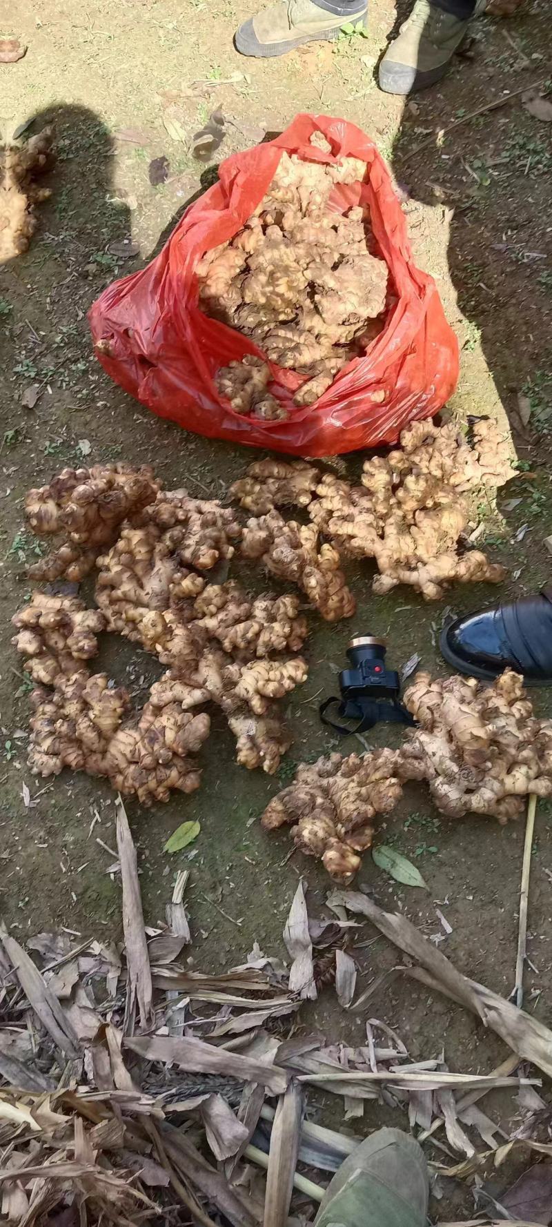 贵州二黄姜，只要你需要，我会加倍的为你服务